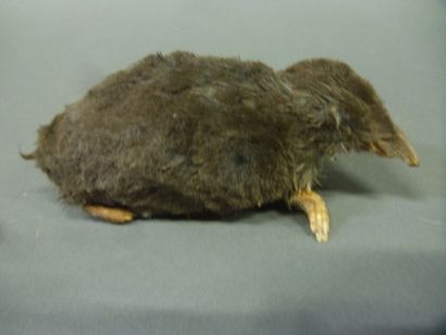 Taupe (Talpa europaea) (NR) : spécimen ancien...
