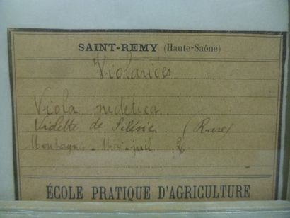 Un cadre vitré contenant une planche d'herbier...