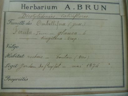 Un cadre vitré contenant une planche d'herbier...