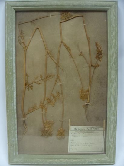 Un cadre vitré contenant une planche d'herbier...
