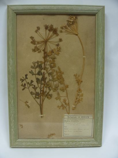 Un cadre vitré contenant une planche d'herbier...