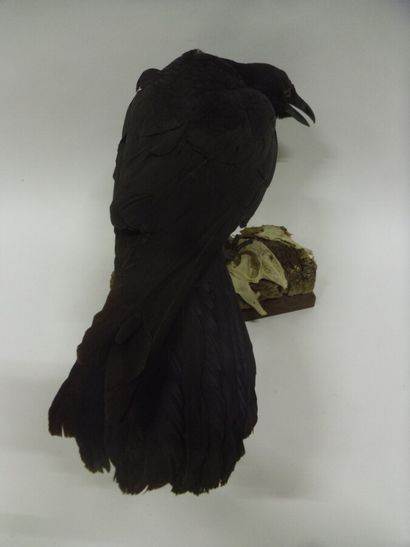 Corneille noire (Corvus corone) (CH) : spécimen...