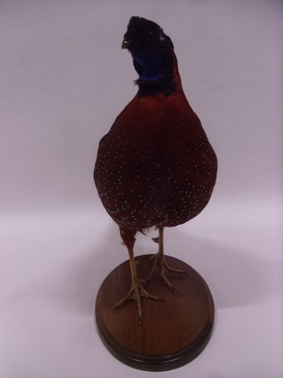 Tragopan satyre (Tragopan satyra) (III/C)...