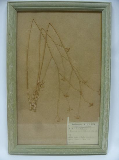 Un cadre vitré contenant une planche d'herbier...