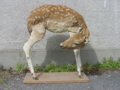 Daim (Dama dama) (CH) : spécimen naturalisé...
