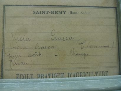 Un cadre vitré contenant une planche d'herbier...