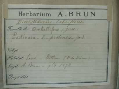 Un cadre vitré contenant une planche d'herbier...