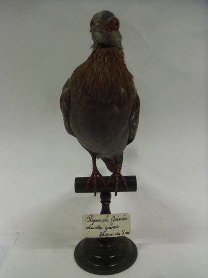 Pigeon roussard (Columba guinea) (NR) : spécimen...
