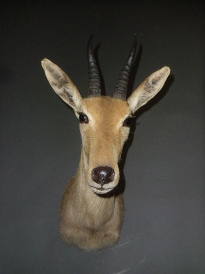Redunca de montagne (Redunca fulvorufola...