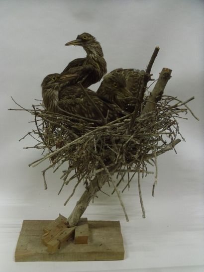 Bihoreau gris (Nycticorax nycticorax) (CE)...