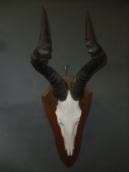 Bubale caama (Alcelaphus caama) (CH) : massacre...