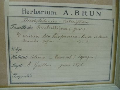 Un cadre vitré contenant une planche d'herbier...