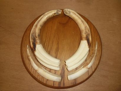 Phacochère d'Afrique (Phacochoerus aethiopicus)...