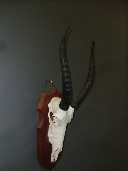 Blesbok (Damaliscus pygargus) (CH) : massacre...