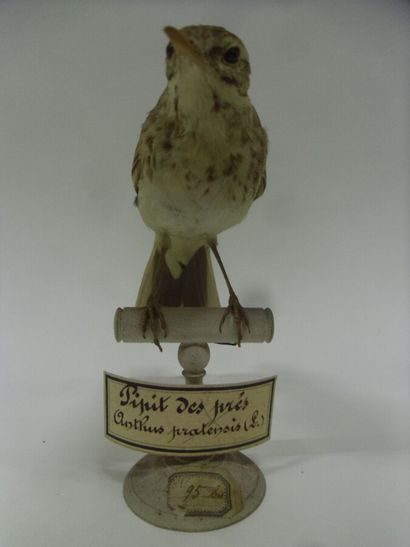 Pipit farlouse ou Pipit des prés (Anthus...