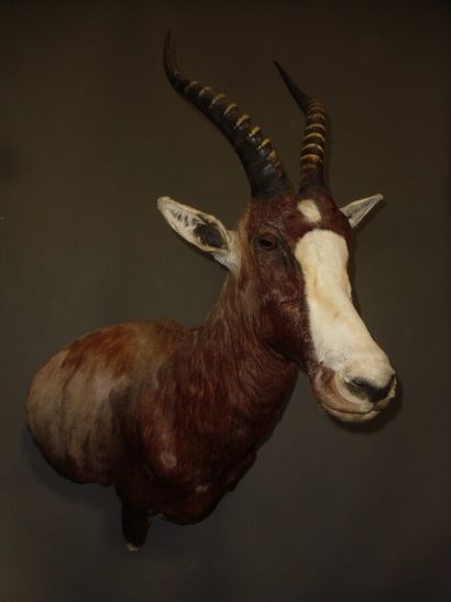 Blesbok (Damaliscus pygargus) (CH) : tête...