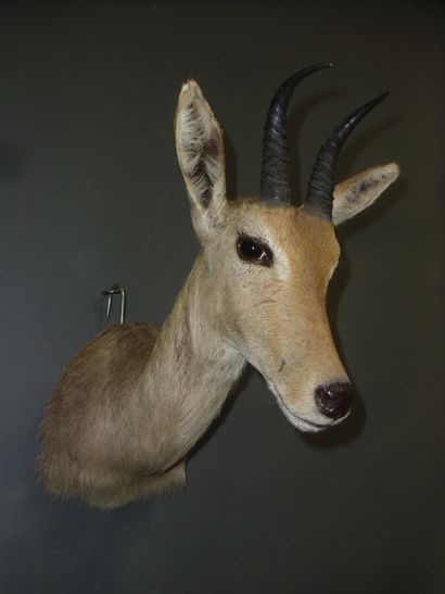 Redunca de montagne (Redunca fulvorufola...