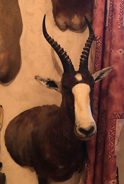 Blesbok (Damaliscus pygargus) (CH) : tête...