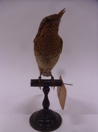 Torcol fourmilier (Jynx torquilla) (CE) :...