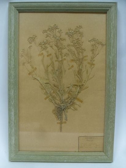 Un cadre vitré contenant une planche d'herbier...