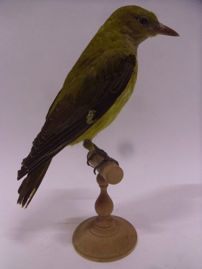 Loriot d'Europe (Oriolus oriolus) (CE) :...