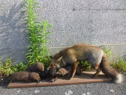 Renard roux (Vulpes vulpes) (CH) : adulte...