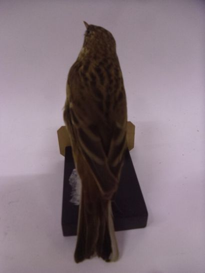 Pipit des arbres (Anthus trivialis) (CE)...