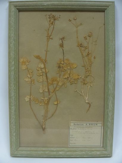 Un cadre vitré contenant une planche d'herbier...