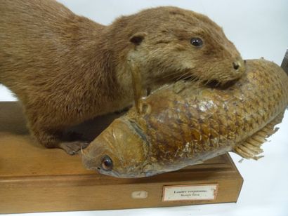 Loutre d'Europe (Lutra lutra) (I/A-CE) pré-convention...