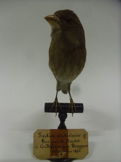Verdier d'Europe (Carduelis chloris) (CE)...