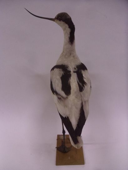 Avocette élégante (Recurvirostra avosetta)...