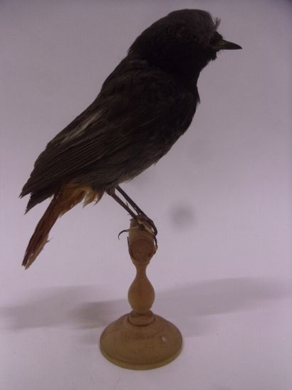 Rouge-queue noir (Phoenicurus ochruros) (CE)...