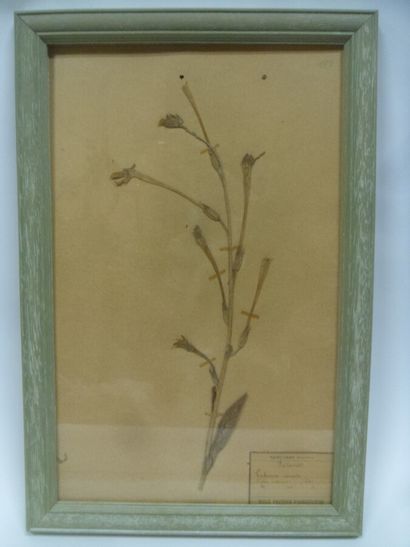 Un cadre vitré contenant une planche d'herbier...