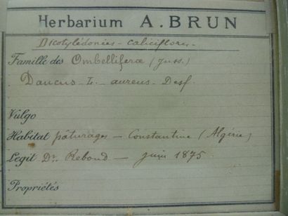 Un cadre vitré contenant une planche d'herbier...
