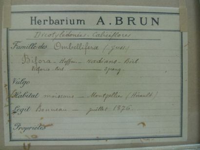 Un cadre vitré contenant une planche d'herbier...