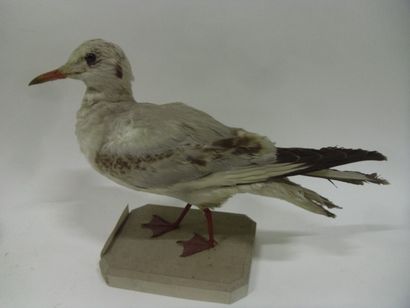 Mouette rieuse (Larus ridibundus) (CE) :...