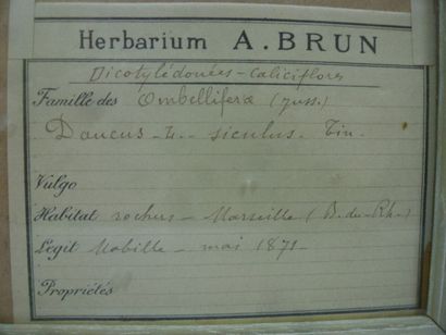 Un cadre vitré contenant une planche d'herbier...