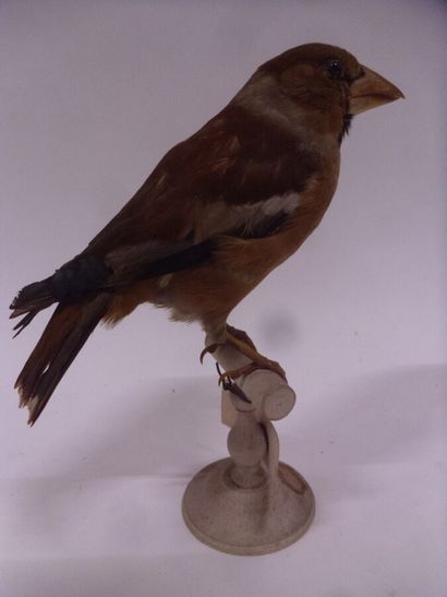 Gros-bec casse-noyaux (Coccothraustes coccothraustes)...