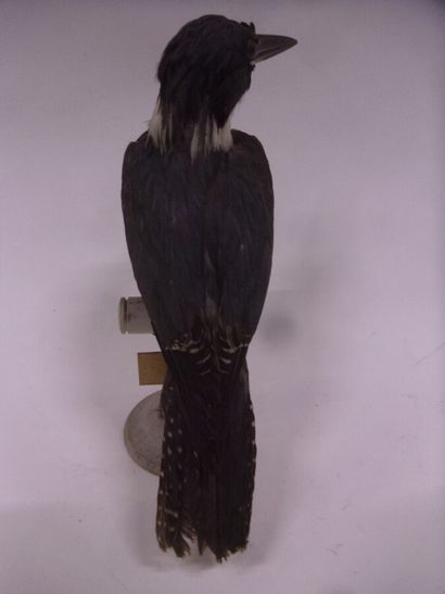Martin-pêcheur d'Amérique (Megaceryle alcyon)...