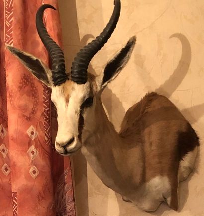 Gazelle springbok (Antidorcas marsupialis)...