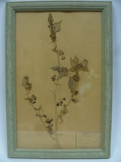 Un cadre vitré contenant une planche d'herbier...