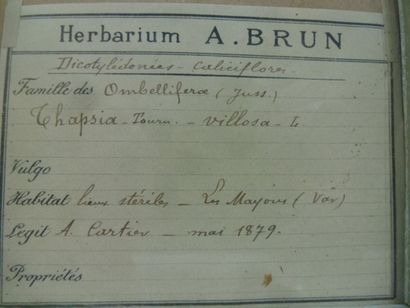Un cadre vitré contenant une planche d'herbier...
