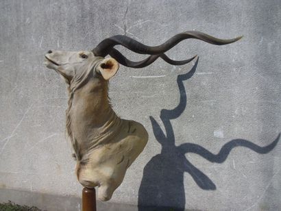 Grand koudou (Tragelaphus strepsiceros) (CH)...