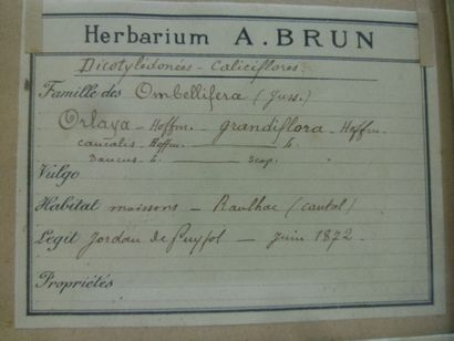 Un cadre vitré contenant une planche d'herbier...