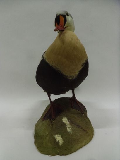 Eider à tête grise (Somateria spectabilis)...
