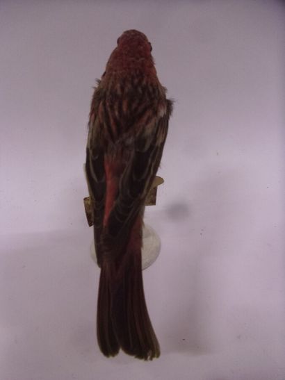 Roselin rose (Carpodacus roseus) (NR) : spécimen...
