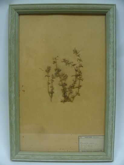 Un cadre vitré contenant une planche d'herbier...