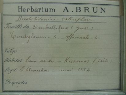 Un cadre vitré contenant une planche d'herbier...