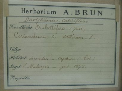 Un cadre vitré contenant une planche d'herbier...