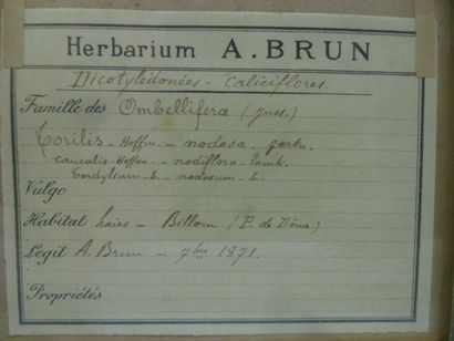 Un cadre vitré contenant une planche d'herbier...